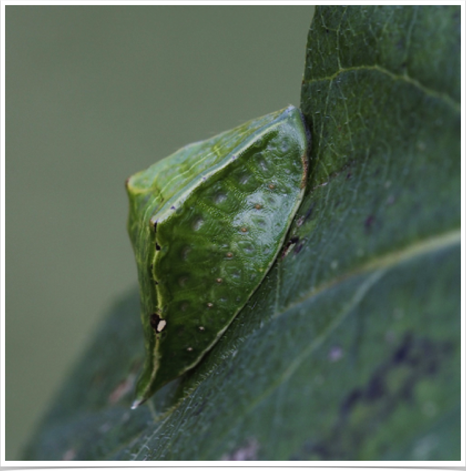 Prolimacodes badia
Skiff Moth
Monroe County, Alabama